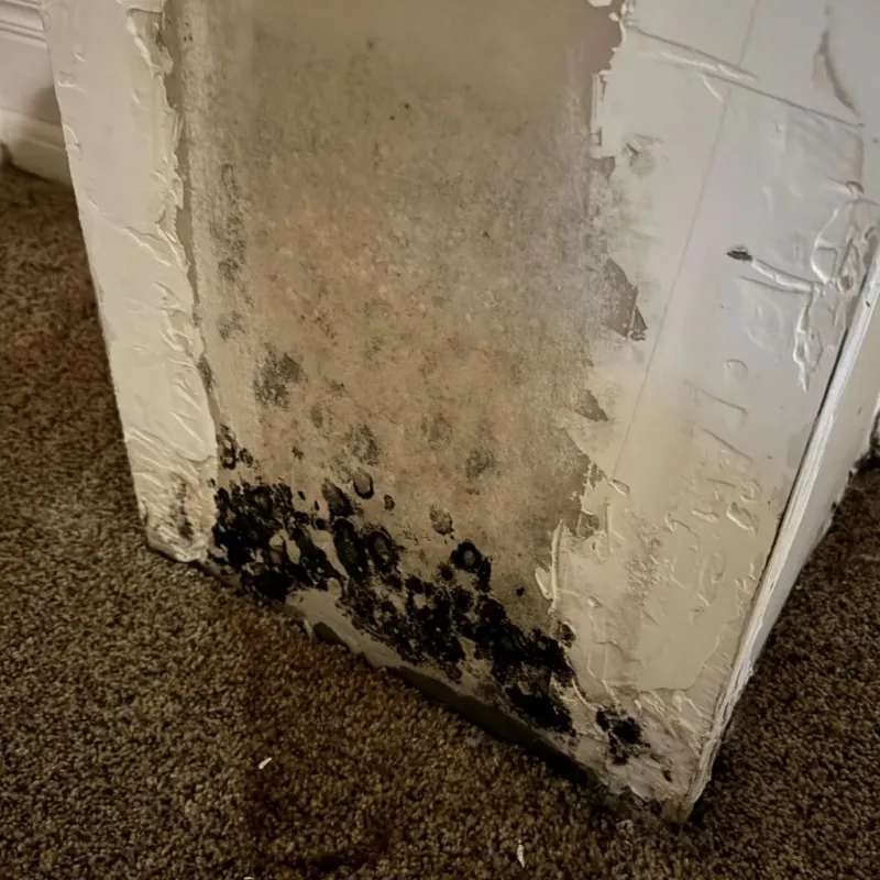 Professional Mold Removal in Prairieville, LA